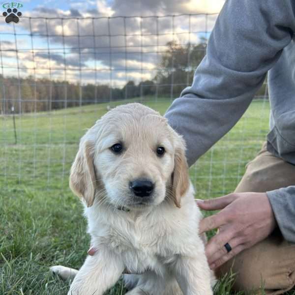 Milo, Golden Retriever Puppy